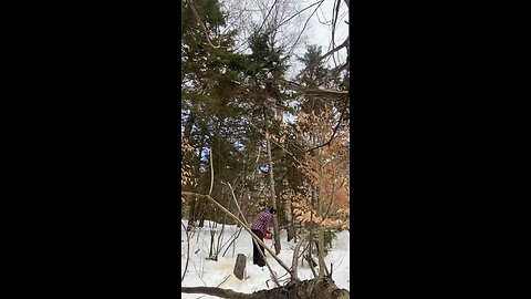 Tricky 🌲tree! #logcabin #logcabinbuild #offgrid #logging