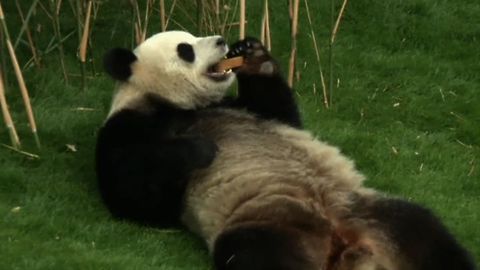 Relaxing Giant Panda Shows Off