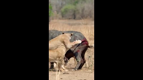 Epic- Lion Pride Against Lone Buffalo!