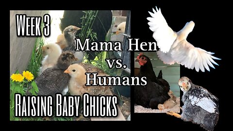 Week 3: Raising Baby Chicks — Mama Hen vs. Humans