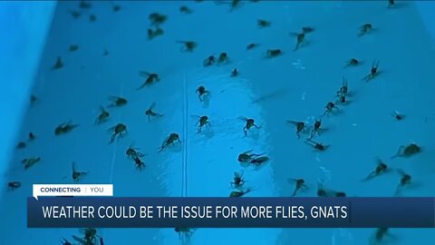 Tips to get rid of gnats