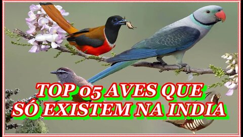 Top 5 aves que só existem na índia