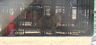 ASPCA provides supplies, assistance to 300 dogs rescued in Nye County