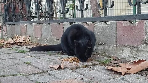 We Feed Street Cats Everyday You Can Subscribe to Support Us