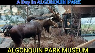 A day in Algonquin Park