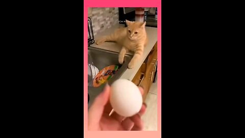 funny moment of cats