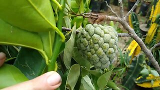 frutíferas produzindo em vaso jabuticaba olho de boi e Sabará laranja seleta lima goiaba roxa araçá