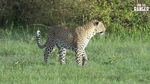 The Leopard Queen Of Kaboso Tries To Stalk Some Impala | Zebra Plains