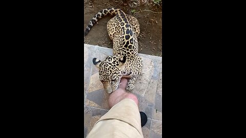 leopard live for human