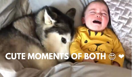 Husky tries his best to stop crying this baby 👶 | ❤️