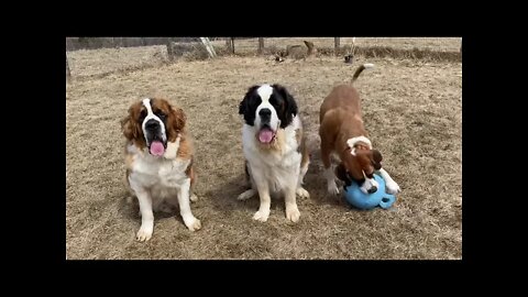 Difference between Great Danes and St. Bernards during playtime 😊🐶