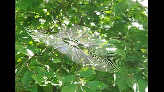 Spiderweb in motion