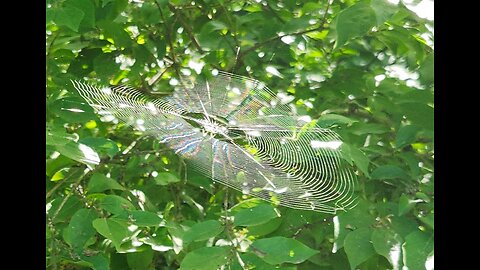 Spiderweb in motion