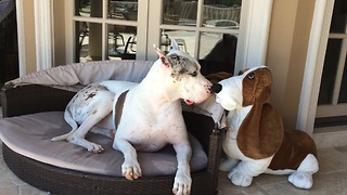 Max the Great Dane nuzzles Basset Hound