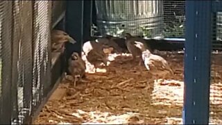 My Chukar Partridges Moved In With The Chickens