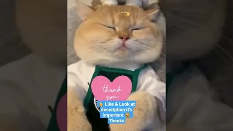 cute cat videos 😹 funny videos 😂1014😻 #shorts #cat #catvideos #fun #catsproducts #funnycatsvideos