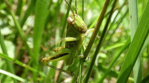 Grasshopper Swipes Cameraman Away With Front Arm