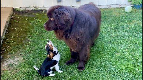 Cautious Newfie Checks Out New Cavalier Brother