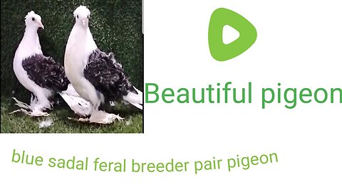 Red white Sadal feril pigeon beautiful breeder