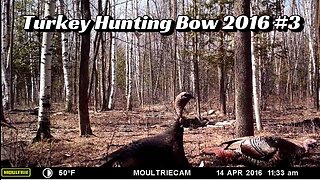 Turkey Hunting Bow 2016 #3