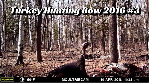 Turkey Hunting Bow 2016 #3