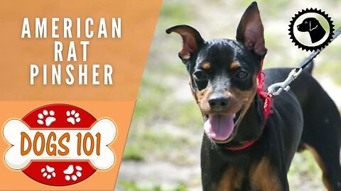 Dogs 101-AMERICAN RAT PINSCHER-Top Dog Facts about the AMERICAN RAT PINSCHER|DOG 🐶#BrooklynsCorner