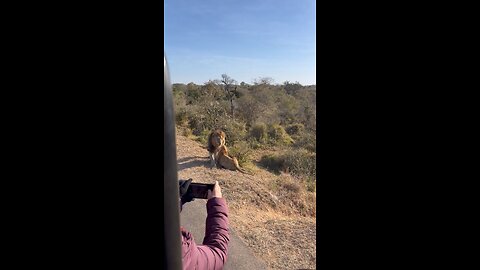 Kruger National Park - Roadside Lion Encounter