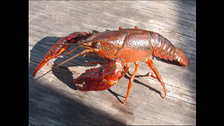 Crawfish Fishing with Nets Louisiana Delta Bayou along the Mississippi River, Wild Food..