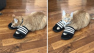 Funny Cat Is Obsessed With Putting On His Owner's Shoes