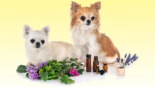 Top 5 Essential Oils for Dogs (and How to Use Them)