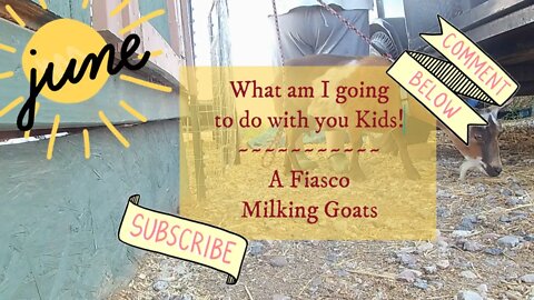 What am I going to do with you Kids! ~ A Fiasco Milking Goats