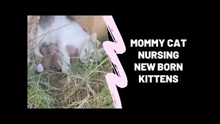 Mommy Cat Nursing New Born Kittens