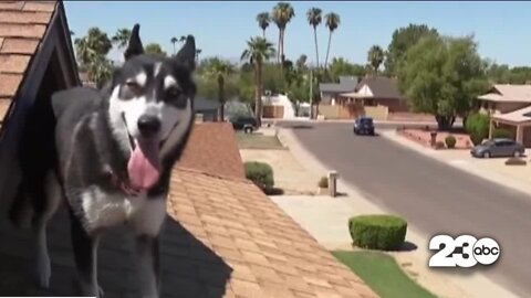 Nala the husky becomes neighborhood roof watch