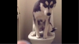 Young husky is perfectly toilet trained