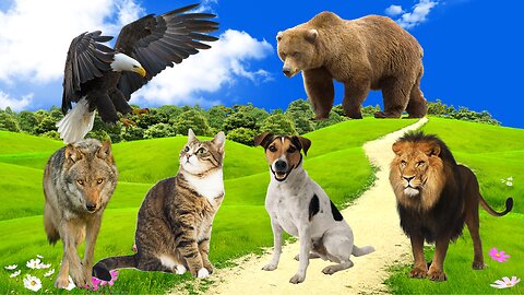 EAT MEAT! DOG! CAT! LION! WOLF! BEAR! EAGLE! Animal Sounds Videos!