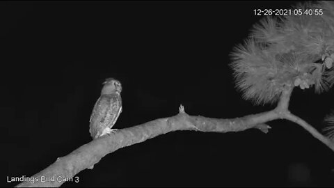 Male Great Horned Owl-Early Morning Visit 🦉 12/26/21 5:37 AM