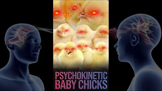 Psychokinetic Baby Chicks 🐤 #shorts