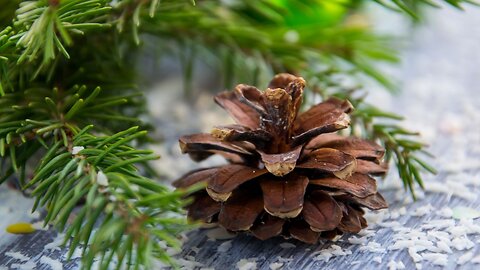 Most Americans fear finding bugs in their holiday decorations