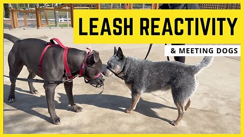 Extremely reactive pitbull Aggressive Leash reactive dog training 2023 4K