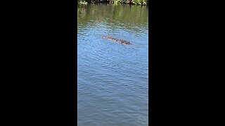 Black River Safari in St Elizabeth. Jamaica