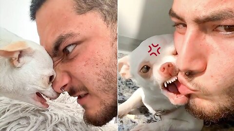 These Angry Dogs Will Make You Laugh Nonstop| ThePetsTown