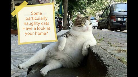 Some particularly naughty cats Have a look at your home?