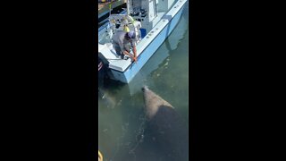 Thirsty Manatee Cooling Off!