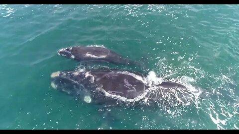 Hermanus Aerial Close Up of Southern Right Whale and Calf