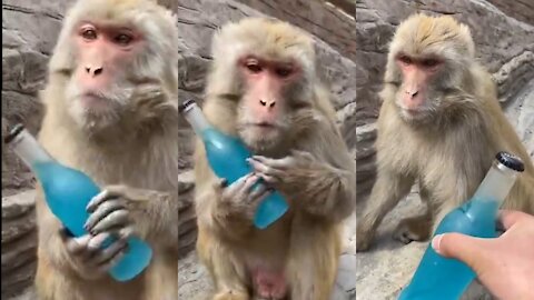 Coo monkey holding the whiskey bottle🐒
