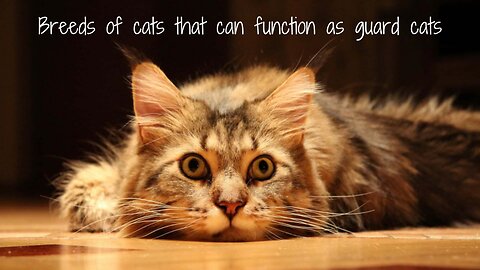 Breeds of cats that can function as guard cats