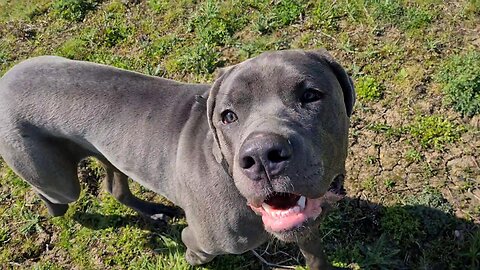 Bruce The Cane Corso 50 KG 110 Lbs 9.5 Month Old Walking