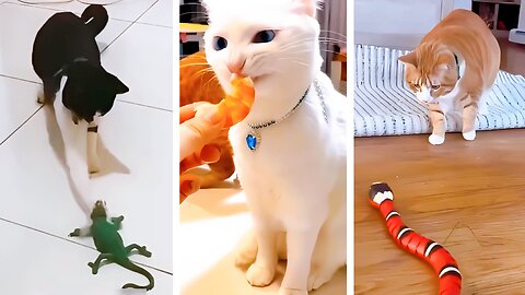Funniest Cats 😂 Cats Funny Moments 😼 - Part 1 #TrendingVideo #Viral Video