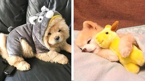 These Cute Puppies Will Brighten Your Day 🐶 | Cute Puppies