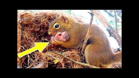 A Squirrel begged a man to help her baby who is in trouble